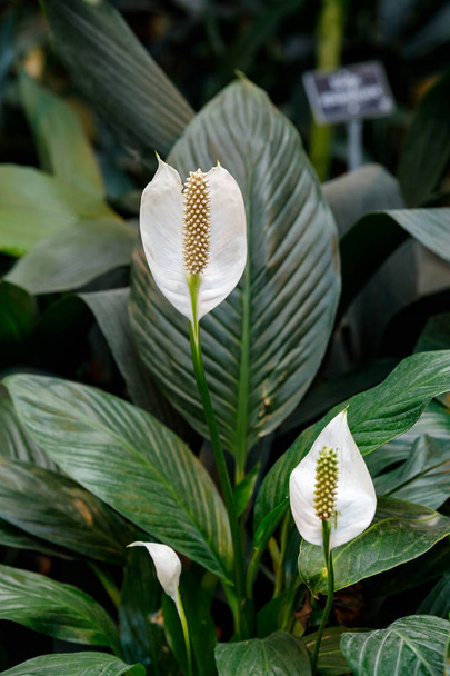 美しい白いアンスリウム、アンスリウムアンドレアナム、緑の葉の背景に熱帯植物. - 写真・画像