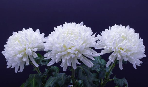flores de delicado crisantemo blanco macro foto sobre un fondo oscuro
 - Foto, imagen