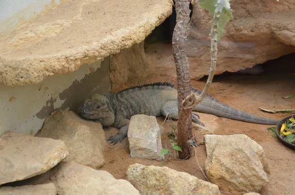 Lizard named common chuckwalla in desert ambiance - Photo, Image
