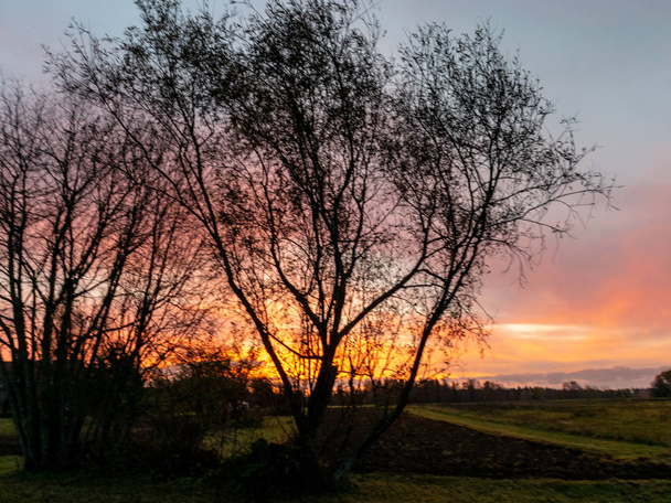 piękne i kolorowe niebo zachód słońca, sylwetki drzewa abstrakcyjnego, selektywne ostrości zbliżenie, na tle - Zdjęcie, obraz