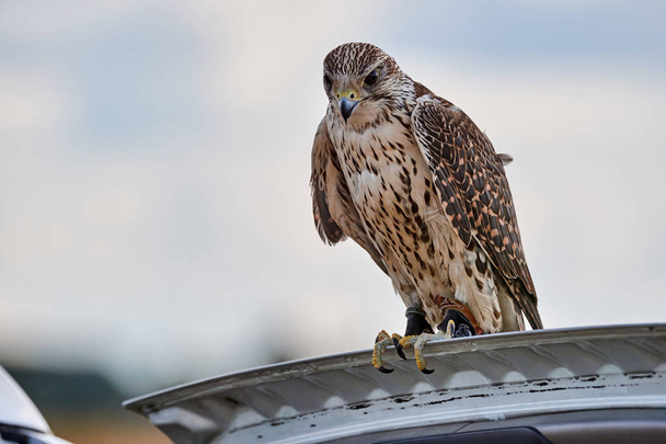 Hunting falcon lands on the cover of the car. - Photo, Image