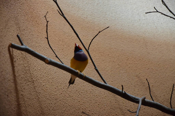 Gouldian Finch (Erythrura gouldiae) - Photo, Image