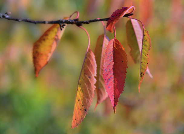 cerrar en hoja roja en una rama sobre fondo de colores otoñales
 - Foto, Imagen