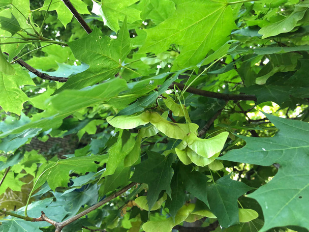 Кленовые семена с веткой кленового дерева
 - Фото, изображение