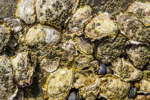 Muster von Austernschalen auf einem Felsen, Strandhintergrund, Muscheln von Weichtieren - Foto, Bild