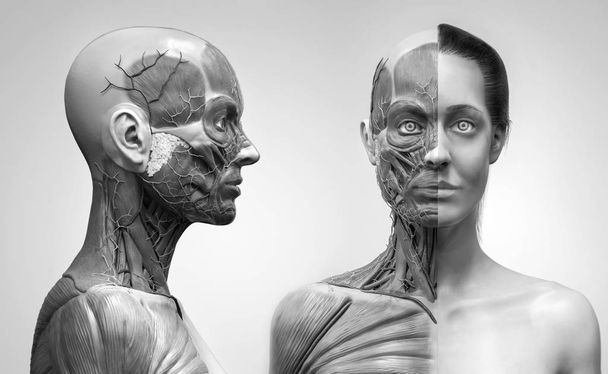 Анатомия человеческого тела структура мышц женщины, вид спереди и вид перспективы, 3d рендеринг
 - Фото, изображение