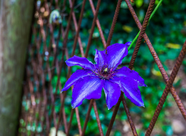 beautiful purple clematis flower in closeup, climbing plant, popular cultivated garden plant, ornamental flowers - Photo, Image