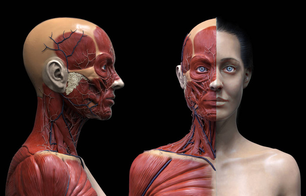 İnsan vücudu anatomisi kasları bir kadın yapısı, ön görünüm yan görünüm ve perspektif görünümü, 3d render - Fotoğraf, Görsel