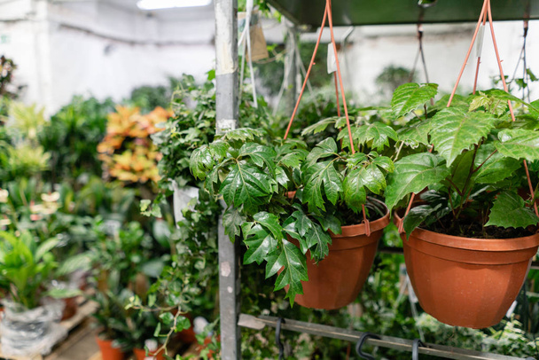 Many different plants in flower pots in flowers store. Garden center and wholesale supplier concept. Green background. Lots of leaves. - Foto, Imagem