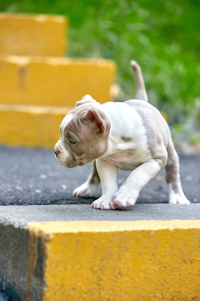 Nádherné malé štěně hraje v krajině parku, mezi zelenou travou kostnatého schodiště. Šetřete prostorem, počítáním žebříku, začátkem malého života. Koncepce objevování - Fotografie, Obrázek