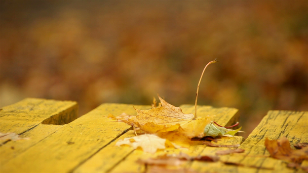 bankta yalan Sonbaharda akçaağaç yaprağı - Video, Çekim