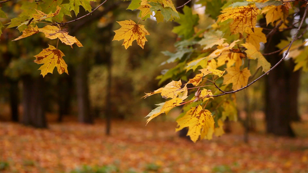 akçaağaç sonbahar yaprakları Şubesi - Video, Çekim