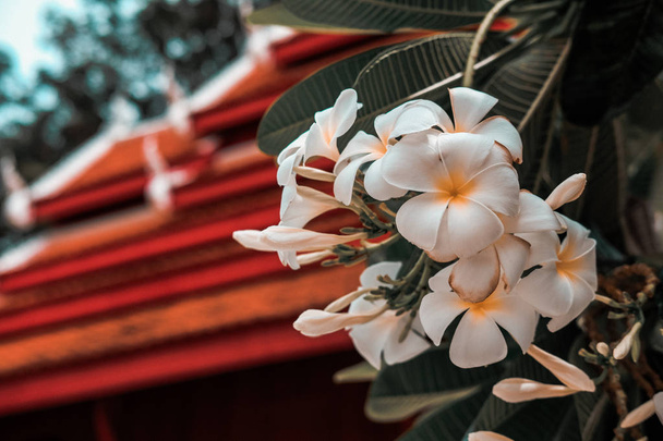 white plumeria frangipani flower - Zdjęcie, obraz