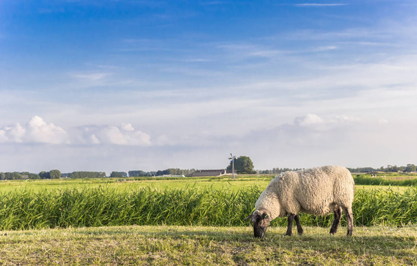 Single white sheep on a dike in Groningen - Фото, зображення