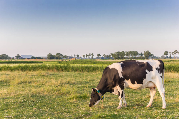 フローニンゲンの風景の中の単一の白い牛 - 写真・画像