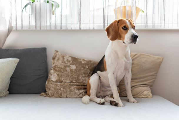 Dog sitting on a sofa next to window in bright room. - Photo, image