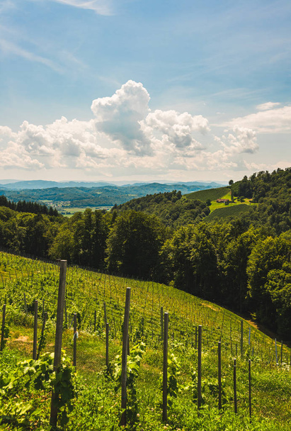 Austrian vineyard in July, South styria Leibnitz area. - Foto, afbeelding