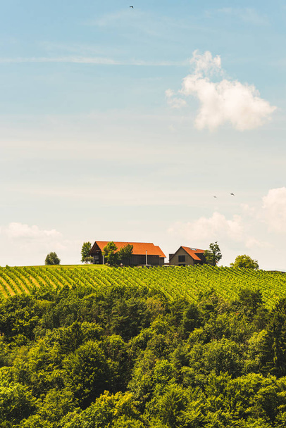 Austrian vineyard in July, South styria Leibnitz area. - Φωτογραφία, εικόνα
