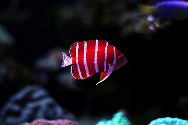 Peppermint Angelfish - (Paracentropyge boylei) - Photo, Image