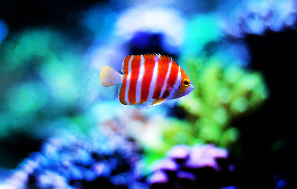Peppermint Angelfish-(Paracentropyge boylei) - Fotografie, Obrázek
