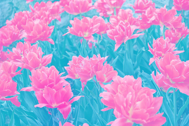 Světlé a pestré květiny Tulipán - Fotografie, Obrázek