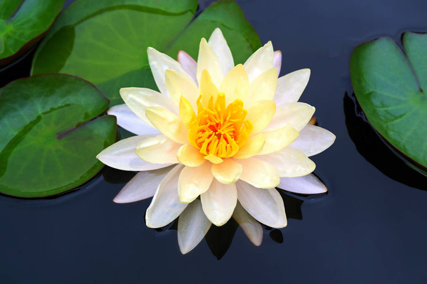 Красива біла квітка водяної лілії Квітуча в ставку
 - Фото, зображення