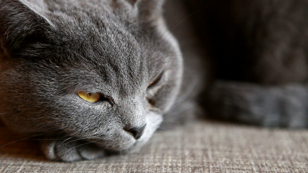 Britische Katze liegt auf dem Sofa und schläft - Filmmaterial, Video