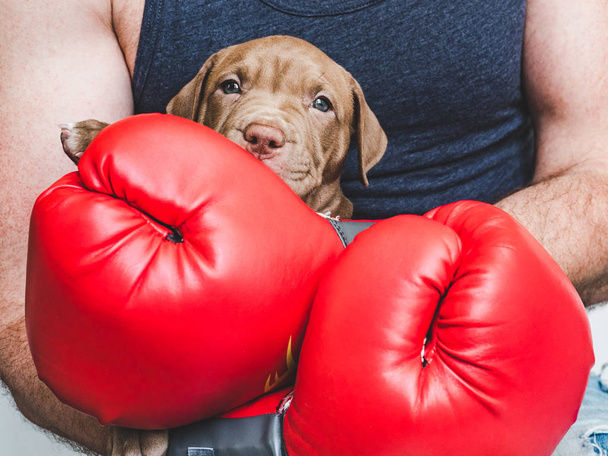 Young, charming puppy and red boxing gloves - Fotó, kép