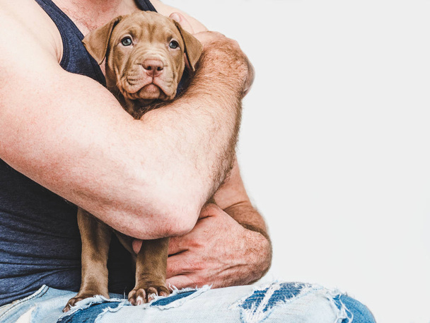 Young puppy in the hands of the owner - Fotoğraf, Görsel
