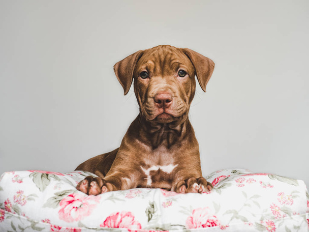 Charming puppy, lying on a white pillow - Foto, afbeelding