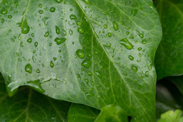 zielone liście bluszcz z kroplami wody - Zdjęcie, obraz