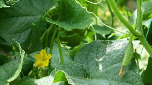 Growing cucumbers, the stage of pollination and maturation - Footage, Video
