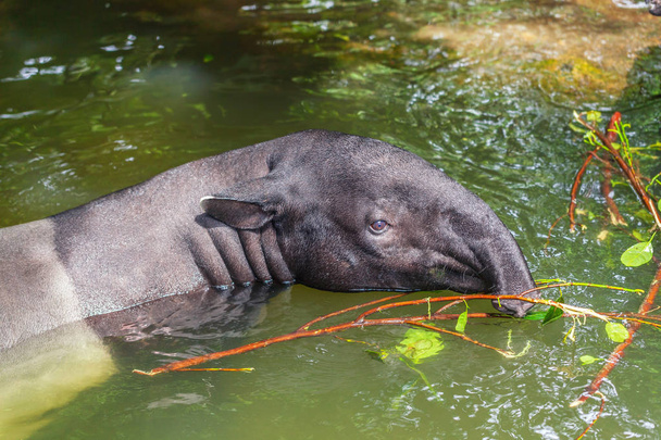 Mammal animal gray tapir swims in the river - Photo, Image