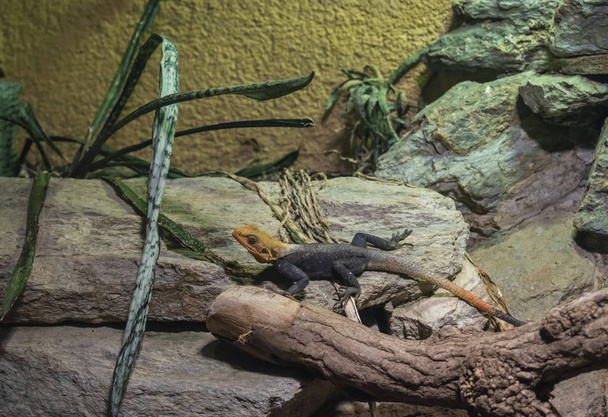 The common agama lizard. - Photo, Image