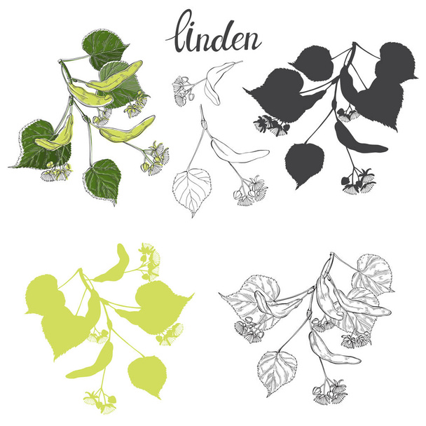 Linden branch. Hand drawn vector set, isolated floral elements for design on white background. - Vector, imagen