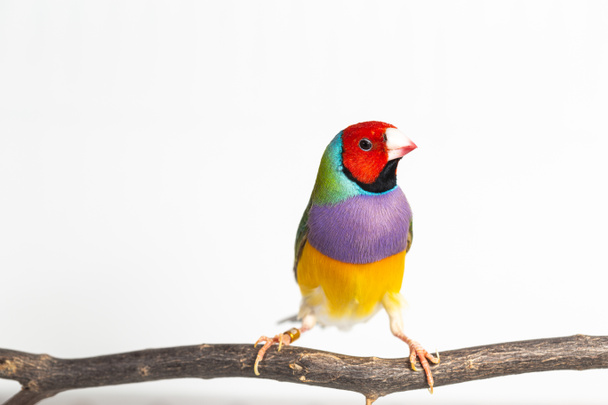 gouldian finch pták - Fotografie, Obrázek