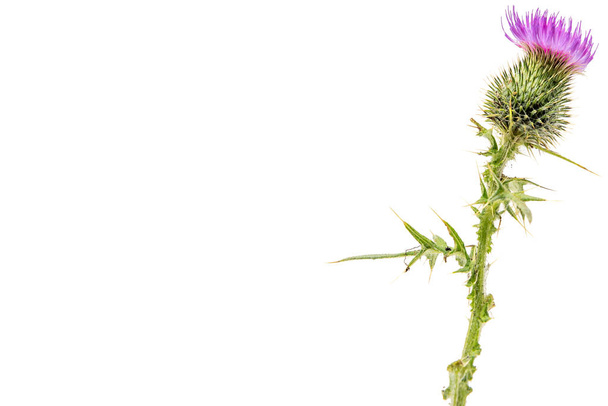 A large isolated Thistle with stem and leaves weighted to the right with room for copy text on the left. - Photo, Image