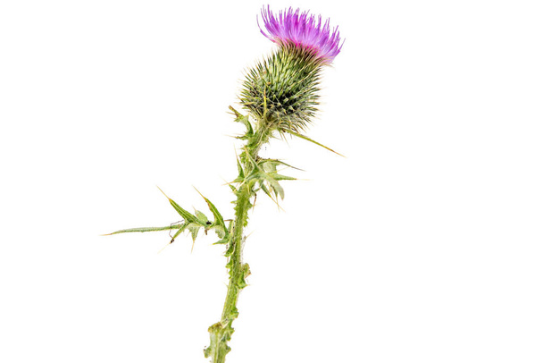 A large isolated Thistle with stem and leaves weighted to the centre of the frame with room for copy text on the left and the right. - Photo, Image