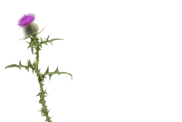A large isolated Thistle with stem and leaves weighted to the left with room for copy text on the right. - Photo, Image