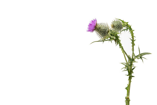 A large isolated Thistle with stem and leaves weighted to the right with room for copy text on the left. - Photo, Image