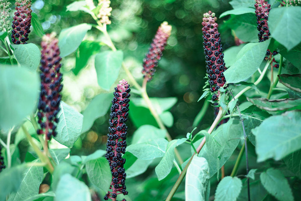 American pokeweed (Phytolacca americana) during the budding perio - Photo, Image