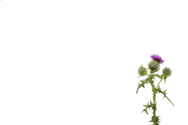 Маленький изолированный Thistle со стеблем и листьями, взвешенных вправо с местом для копирования текста слева
. - Фото, изображение