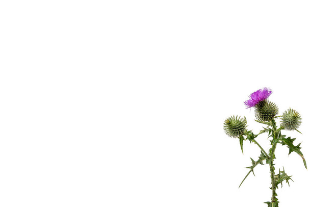 A small isolated Thistle with stem and leaves weighted to the right with room for copy text on the left. - Photo, Image