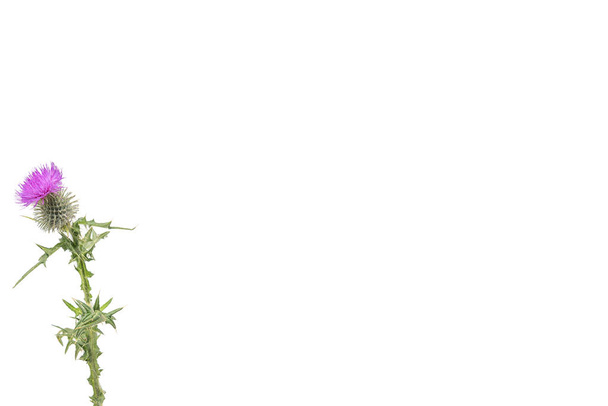 Маленький изолированный Thistle со стеблем и листьями, взвешенных влево с местом для копирования текста справа
. - Фото, изображение