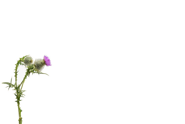 A small isolated Thistle with stem and leaves weighted to the left with room for copy text on the right. - Photo, Image
