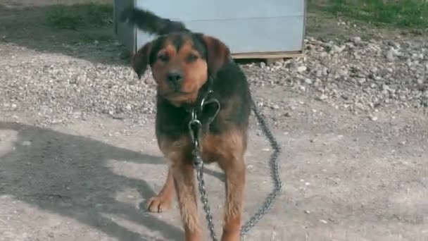 kutya a lánc közelében kutyaólban - Felvétel, videó