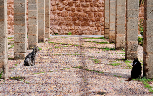 вуличні кішки сидять у Колонади в Старому місті Рабат - Фото, зображення