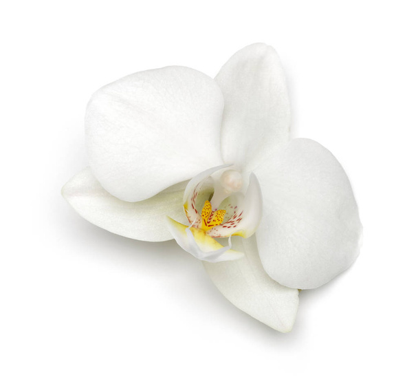 White orchid flower isolated on white - Foto, Imagen