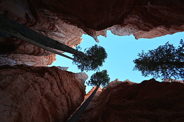 Douglasské stromy na stezce Navajo v Bryce Canyon. - Fotografie, Obrázek