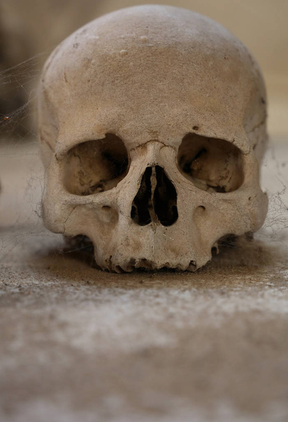 Close-up van de oude menselijke schedel met spinnenweb - Foto, afbeelding